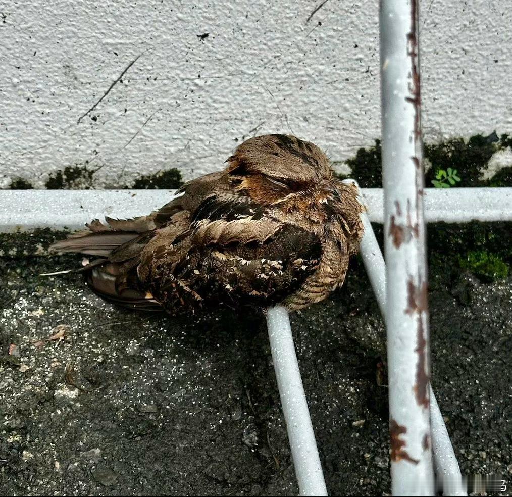 #鸟粉投稿# 坐标：新加坡🇸🇬地上发现一只【长尾夜鹰】🐦没有什么外伤，它们