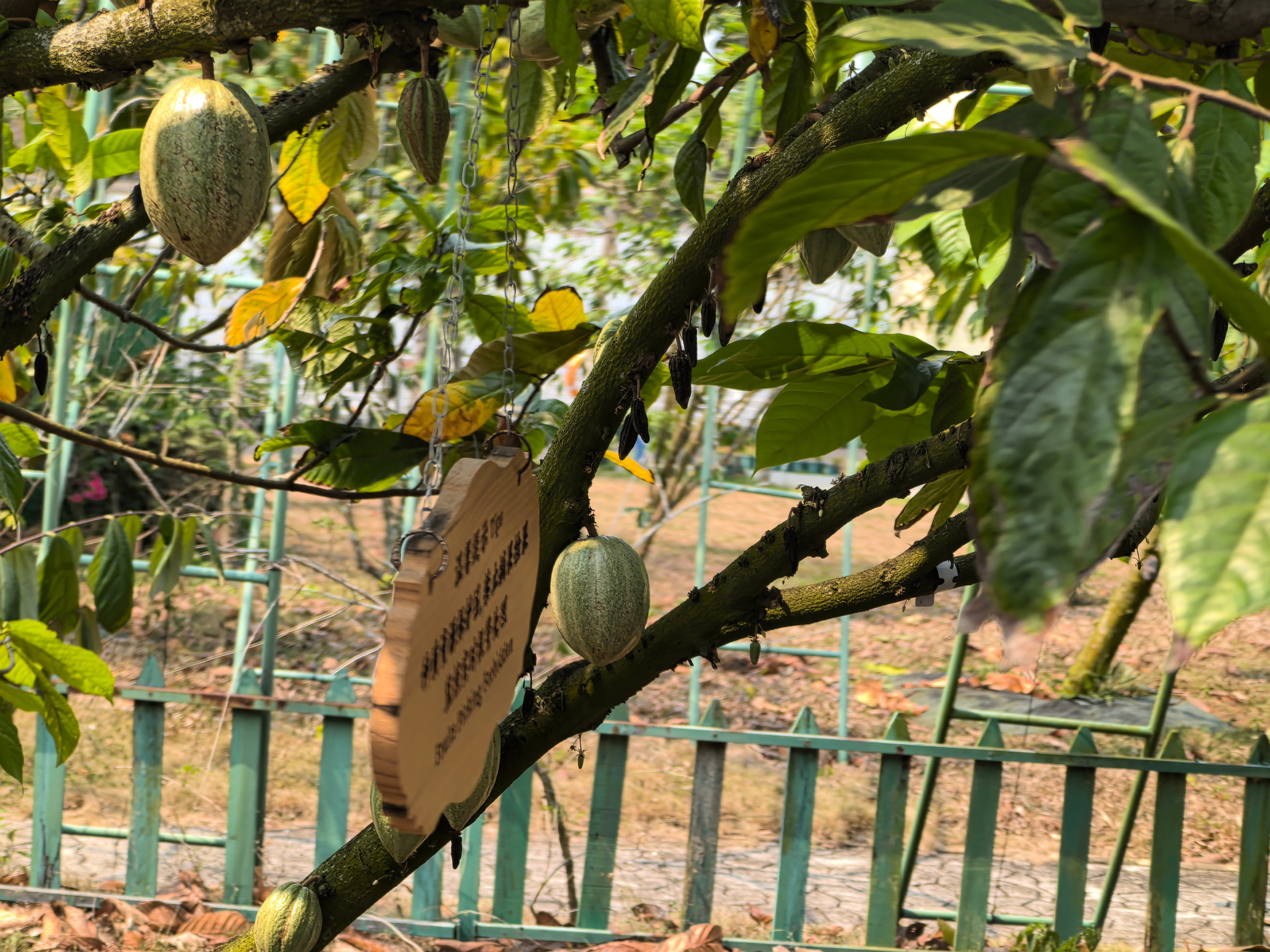 开局之年看中国开放自贸港 【海内外媒体人探访世界热带水果之窗】4月15日，参加“