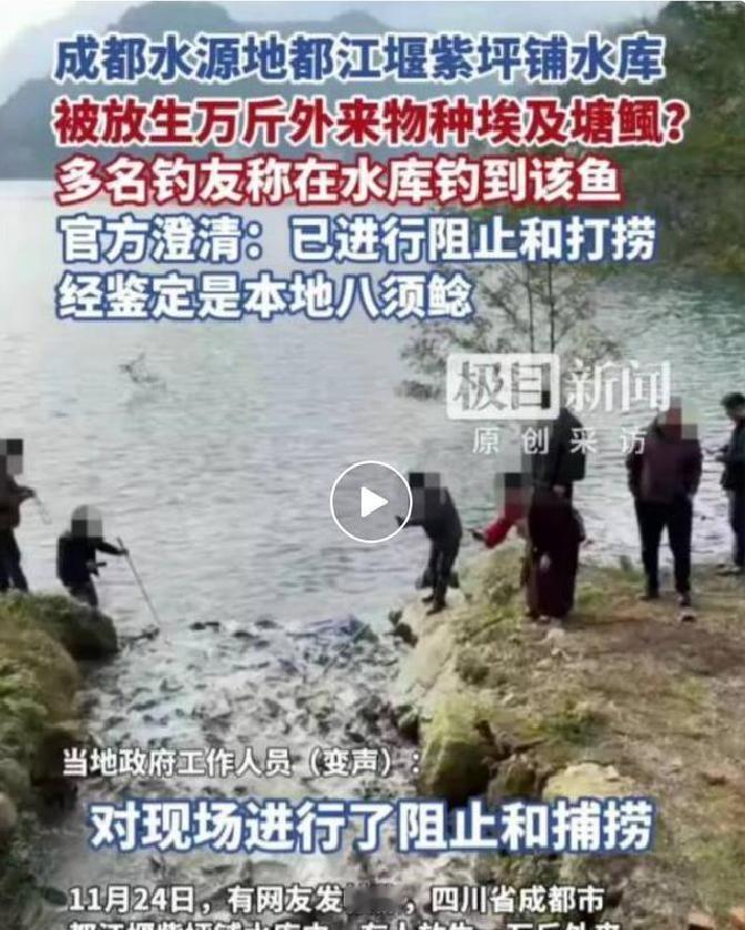 都江堰一水库被放生万斤外来物种埃及塘鲺？官方澄清：已进行阻止和打捞，经鉴定是本地