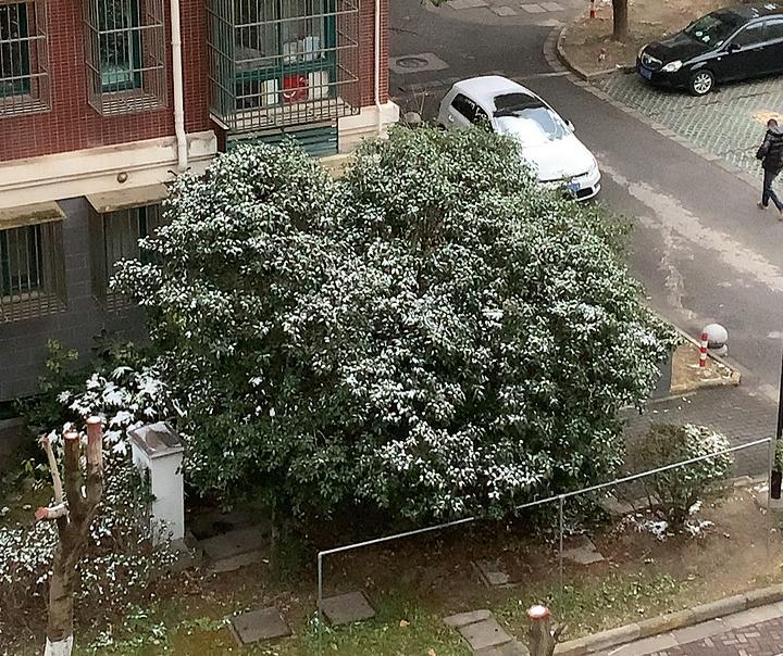 雪总算停了，

推开窗的瞬间，一股冷意直往衣领里钻。

我缩了缩脖子，转身冲了杯