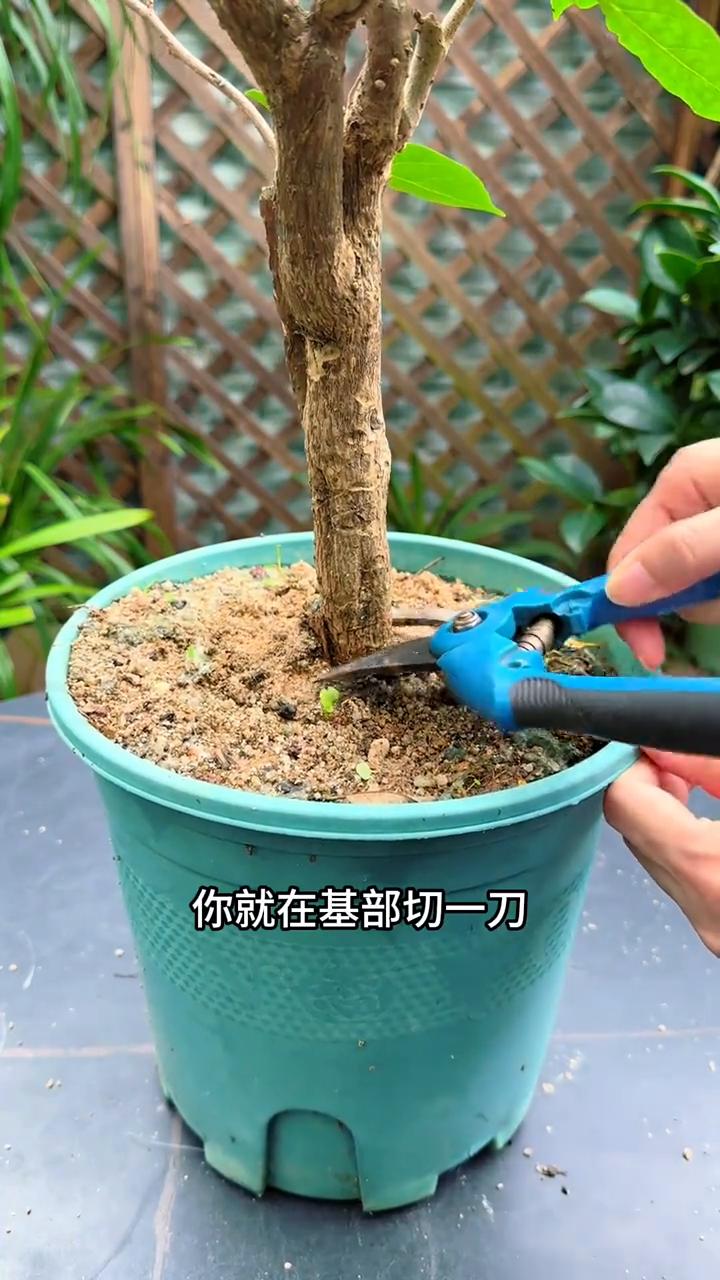 ·三角梅长势差，就在基部切一刀，间隔两厘米左右再切一刀。
·然后去掉中间小半圈的