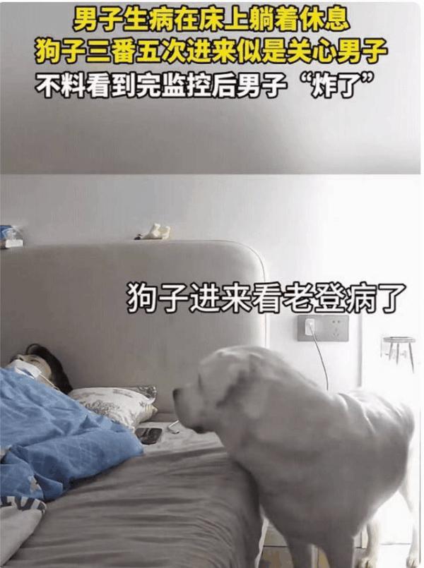 浙江，一名男子感冒了躺在床上休息，狗狗三番五次进来，本来以为它是在关心男子，不料