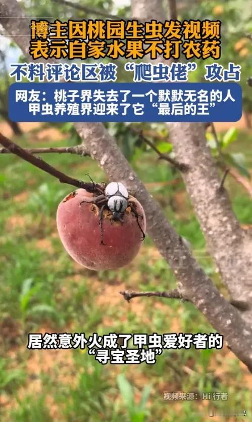 云南，一男子家中桃园里的桃子因不打农药，被大量甲虫啃食，男子本想发视频向网友们求