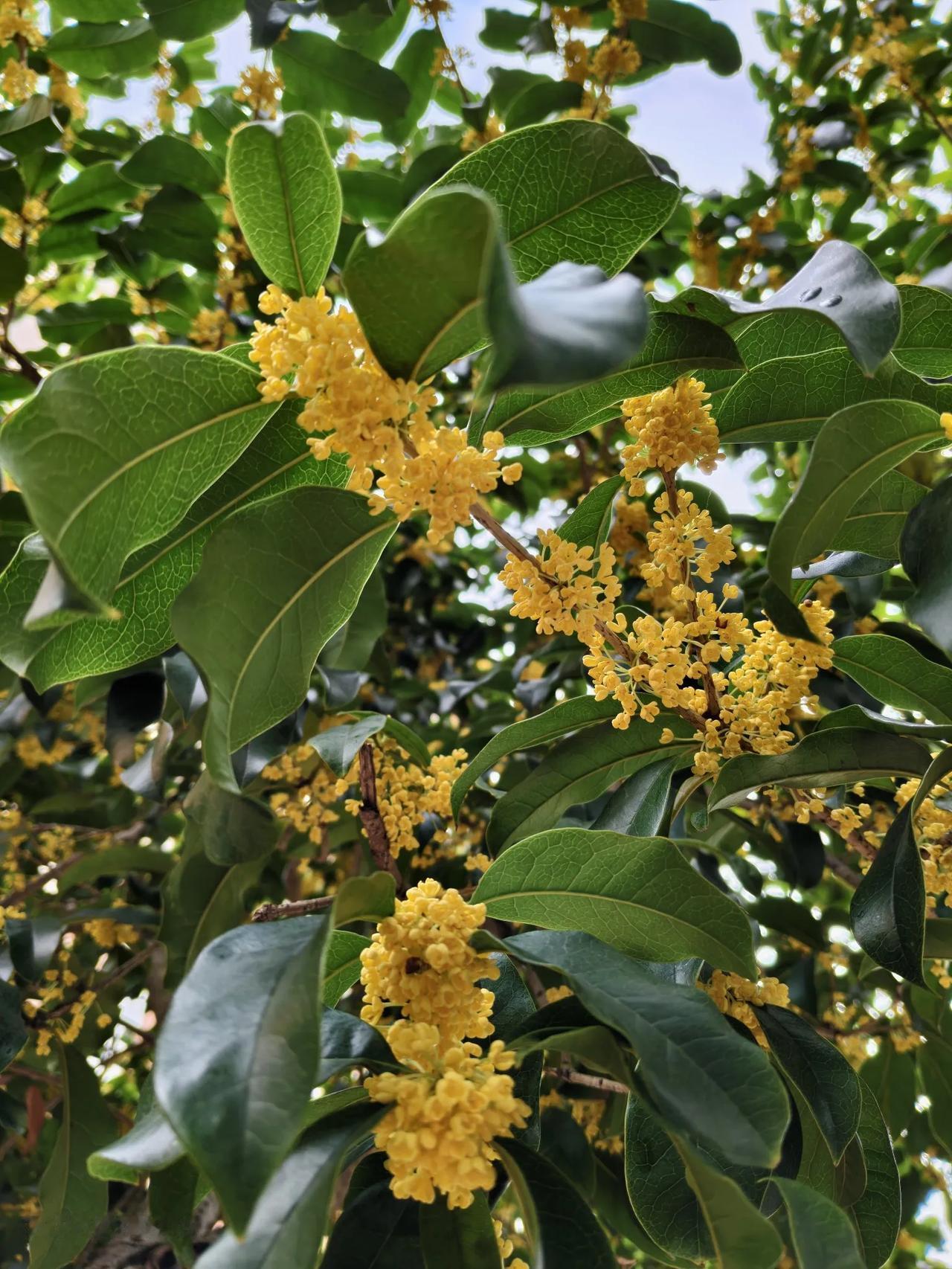我写头条的初衷
就是“写”
其他的我不管
也管不着
推不推不是我的事
看不看不是