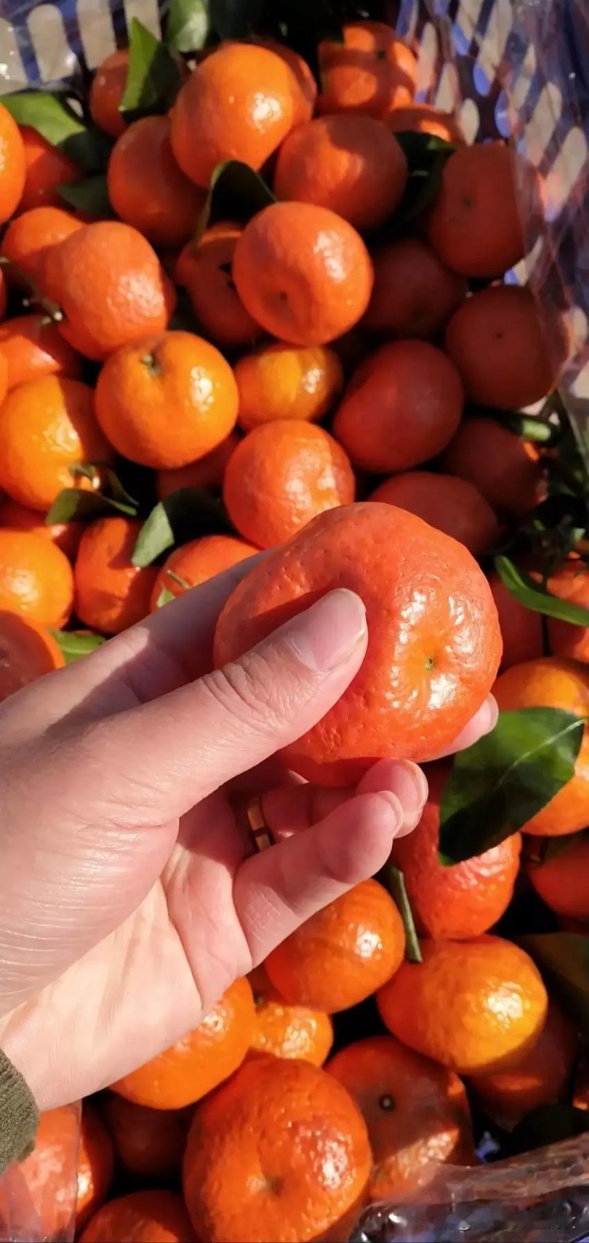 今年沙糖桔卖不动？不是贵，真相让人惊掉下巴！

还以为南宁沙糖桔卖不动是价格太贵