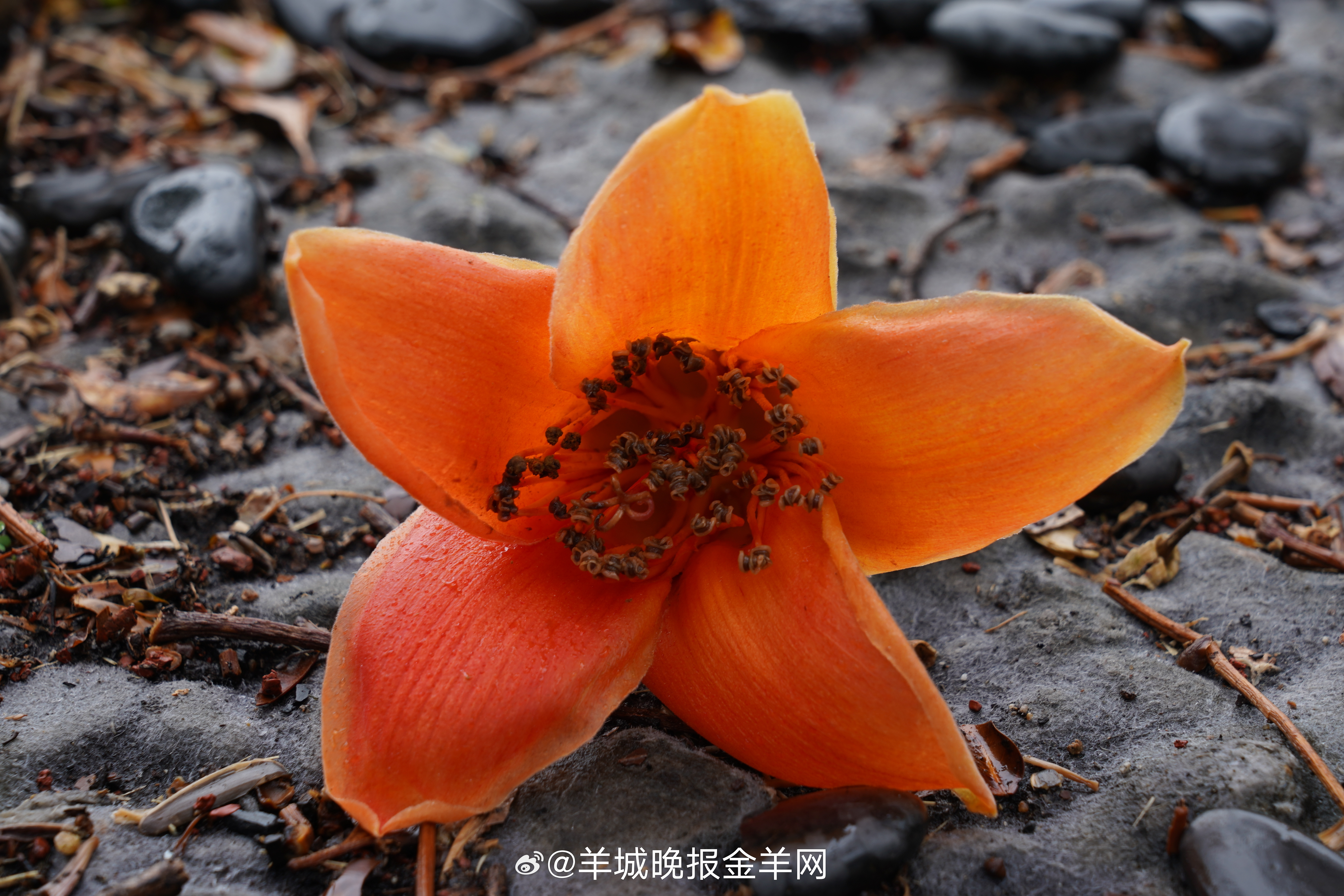 #晚安#不必纠结于过往的遗憾，不必焦虑于未来的未知，只管朝着心之所向的地方大步前