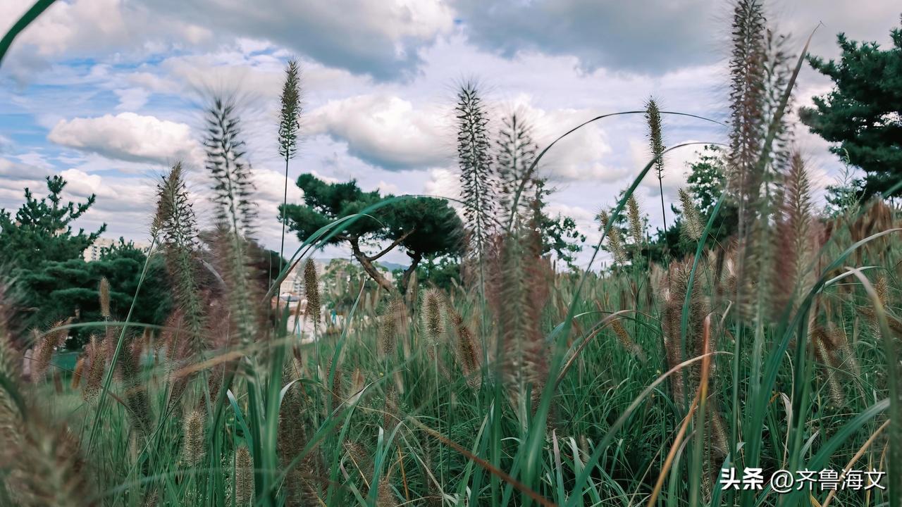 分享一下你随手拍下的照片狼尾草