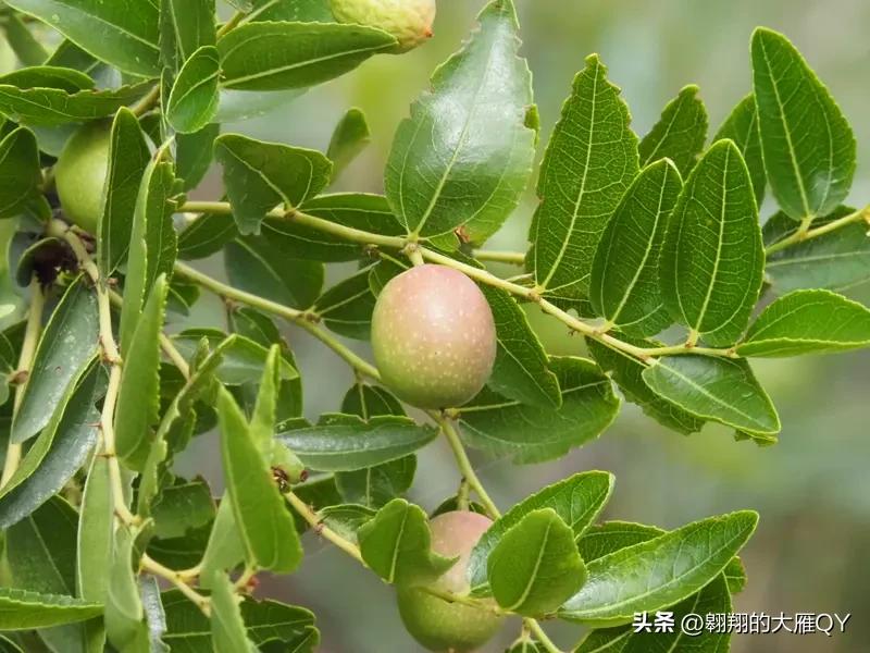 又到了小酸枣成熟的季节。今年的酸枣价格也不低，都在5到8块钱之间每斤。
其实摘酸