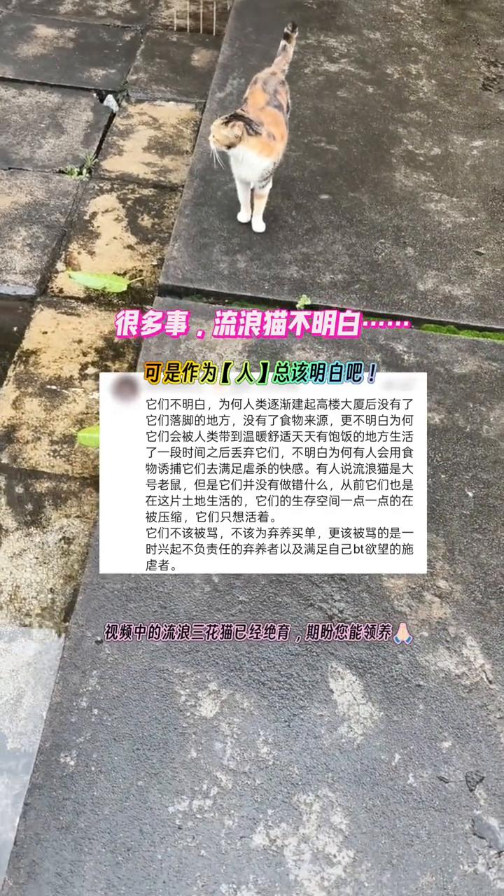 很多事流浪猫不明白，可是作为人总该明白吧。
它们不明白，为何人类逐渐建起高楼大厦