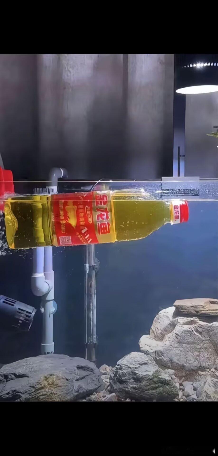 3056我金龙鱼浮在水面上是不是死了 