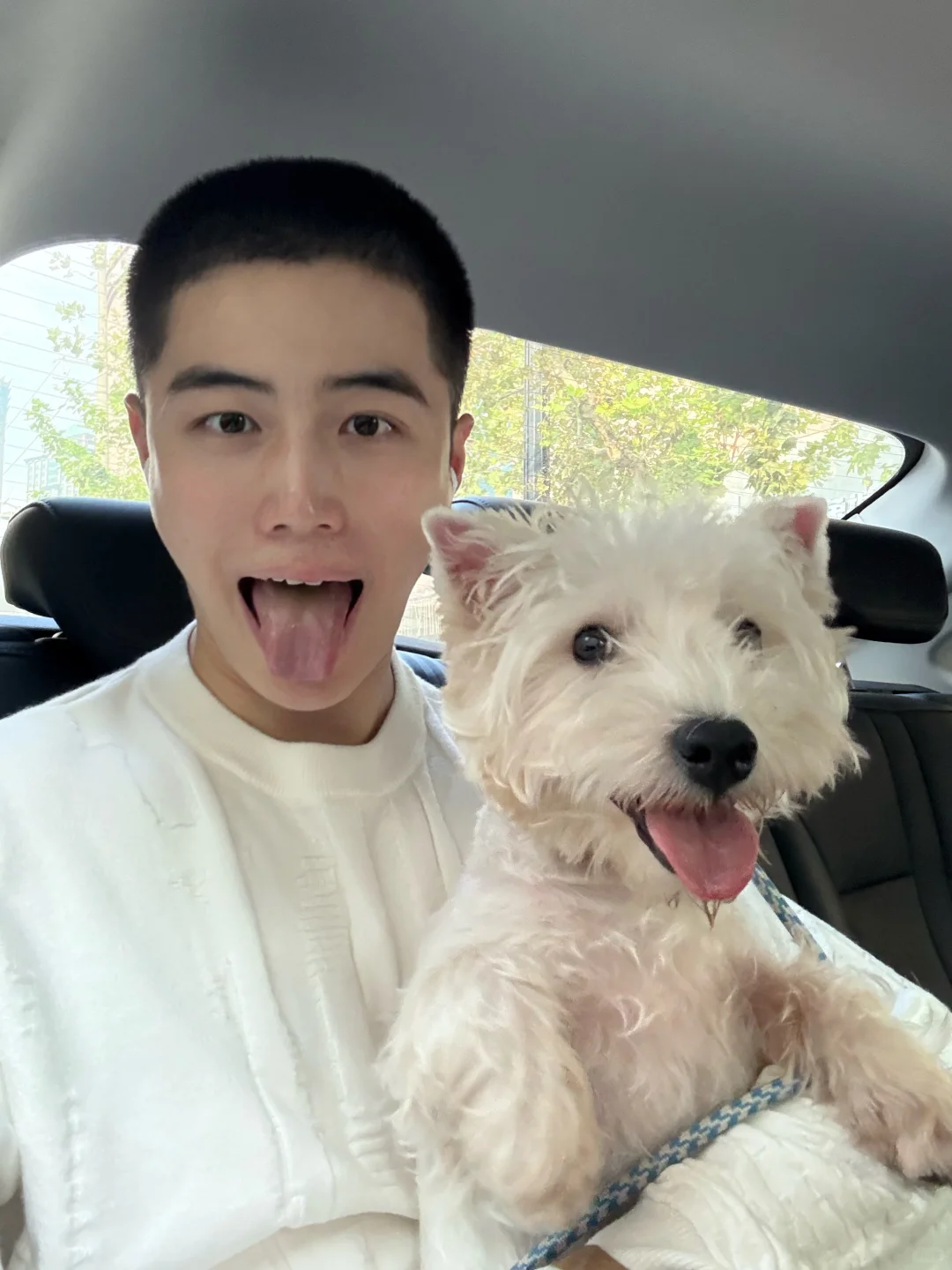 图中有几只小狗🐕