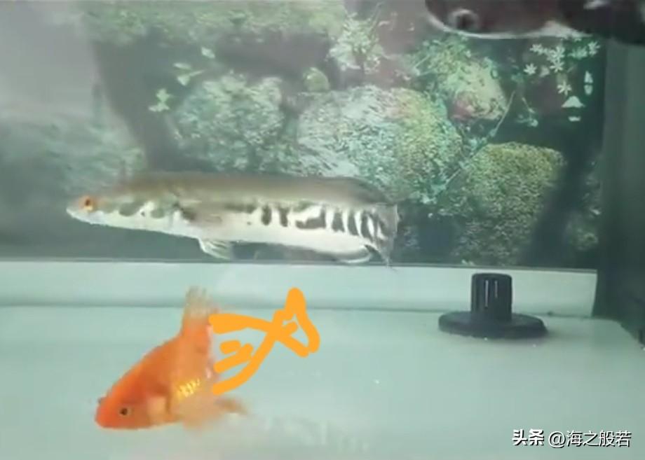 剩半截身体的鱼经主人照顾奇迹康复鱼宝宝，你好坚强啊，都遍体鳞伤了，你还是那么勇往