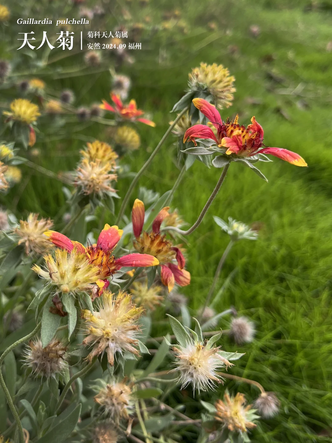 福州植物打标451 ｜ 天人菊