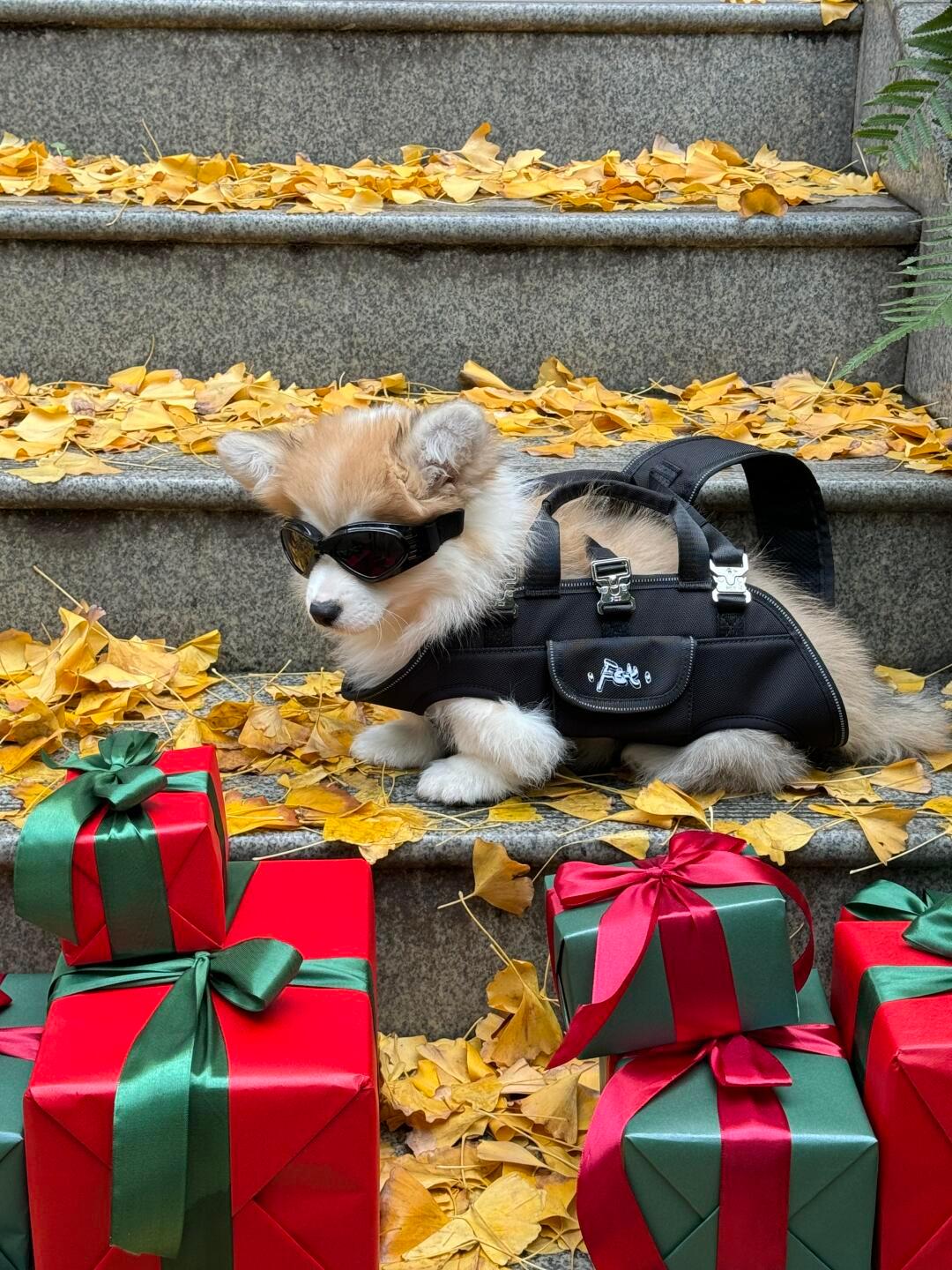 人，你的圣诞礼物到了 