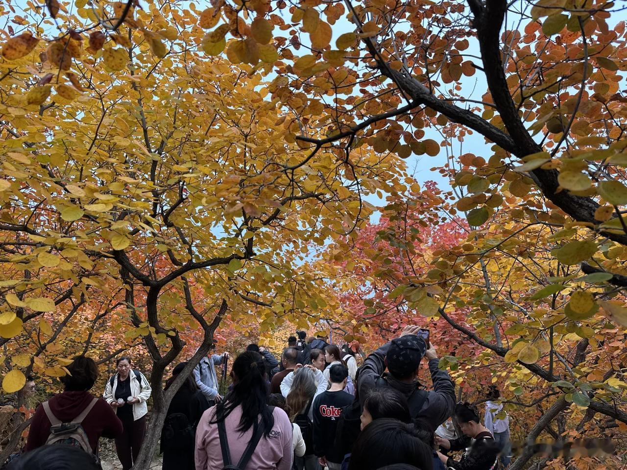 坡峰岭的人太多了，8点多，就遭遇了十多分钟的小堵。
上山初期，游客尚不算多，我选