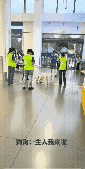 这个毛孩子是非常聪明的，当它发现主人没有在自己的身边，自己的周围又站着这么多陌生