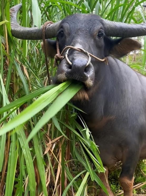 为什么牛只吃草就能长一身肌肉？答案其实很简单，人只吃蔬菜的话会营养不良，而牛只吃