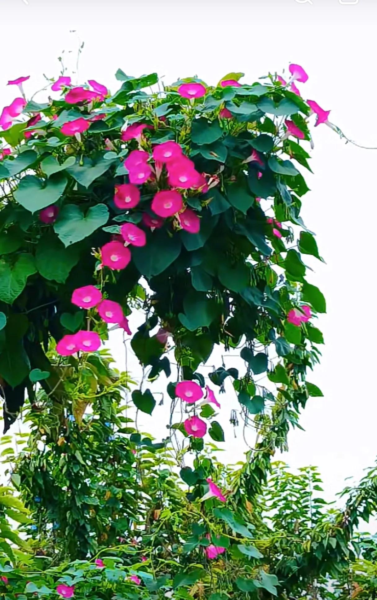 小喇叭开始广播了，嘟嘟嘟嘟…