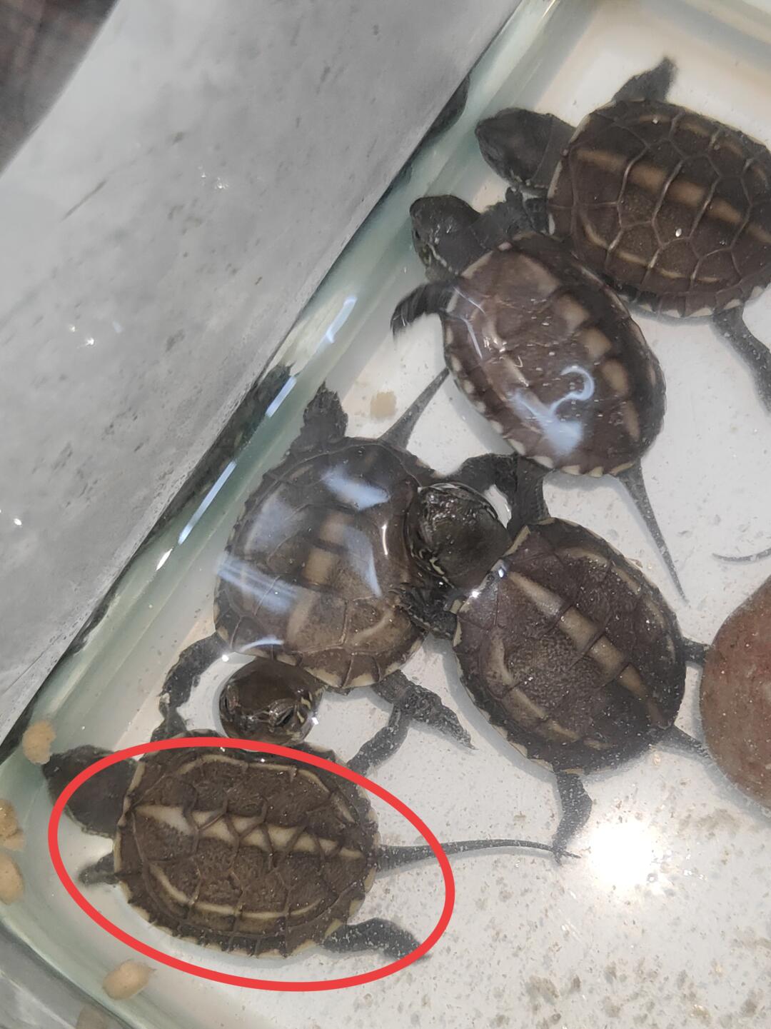 🐢好独特的壳纹