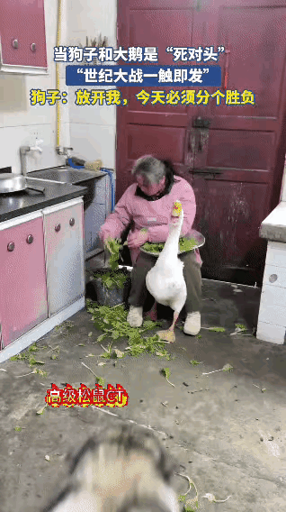 动物界的“战火”总是突如其来。就像荣昌大白鹅和阿拉斯加，见面就干架，主人拉都拉不