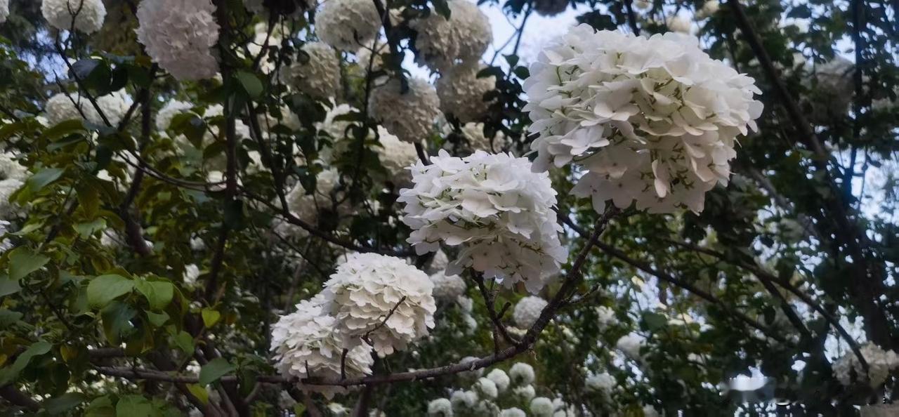 【小对联】
上：叛变；
下：……？