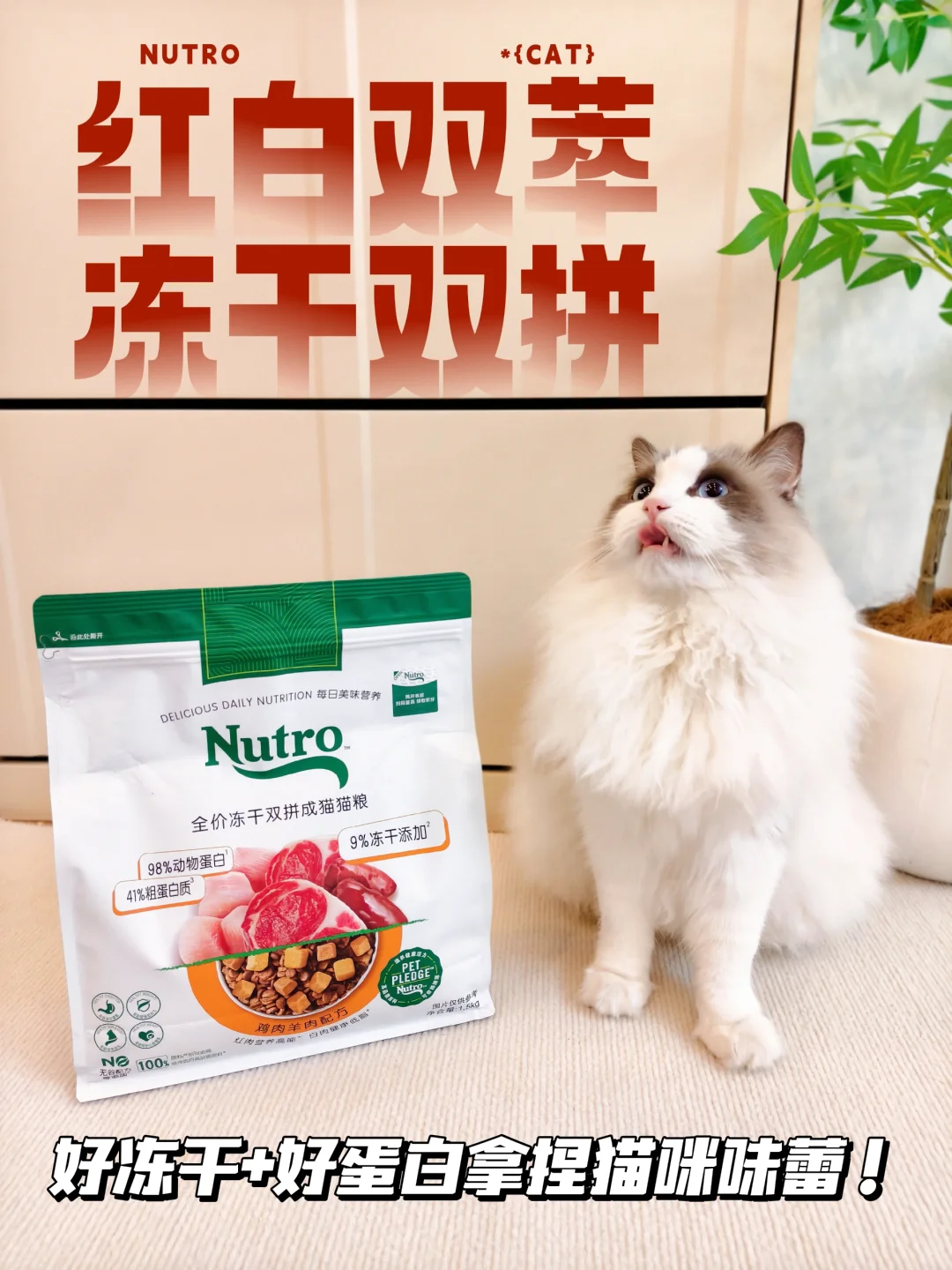 猫咪新年礼物已安排！冻干粮还得看它！