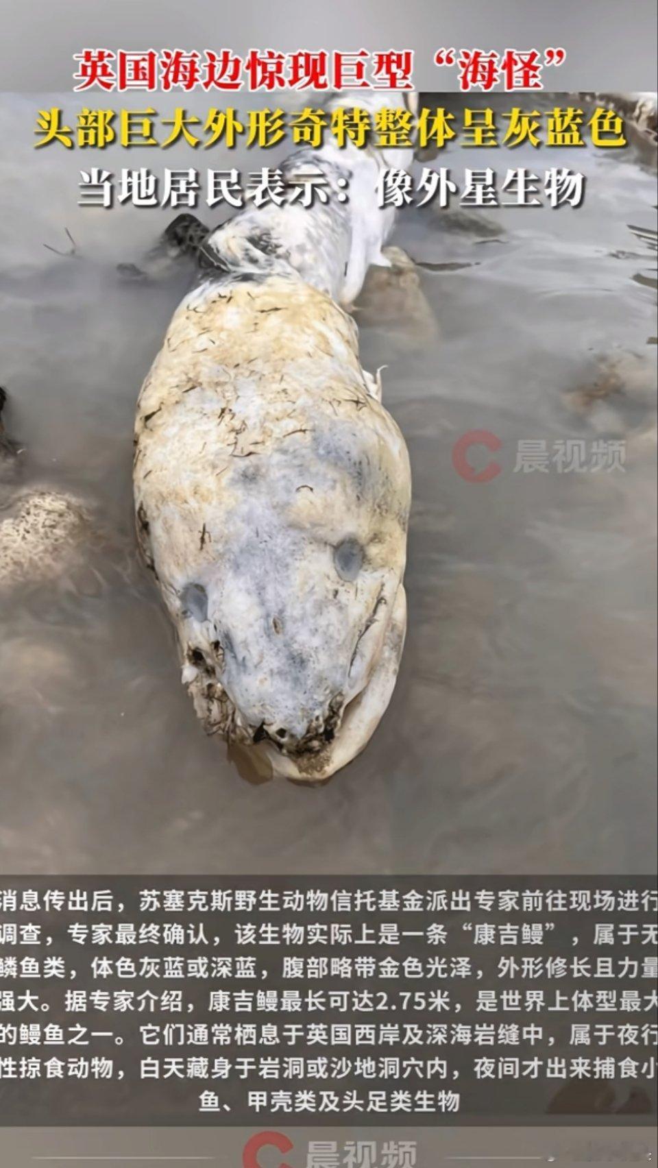 什么水怪，海怪的传说在英国那边好像挺流行，最出名的就是什么尼斯湖水怪了。这些传言