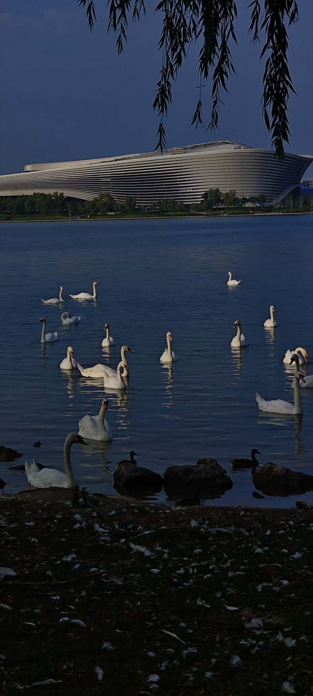 🦢 