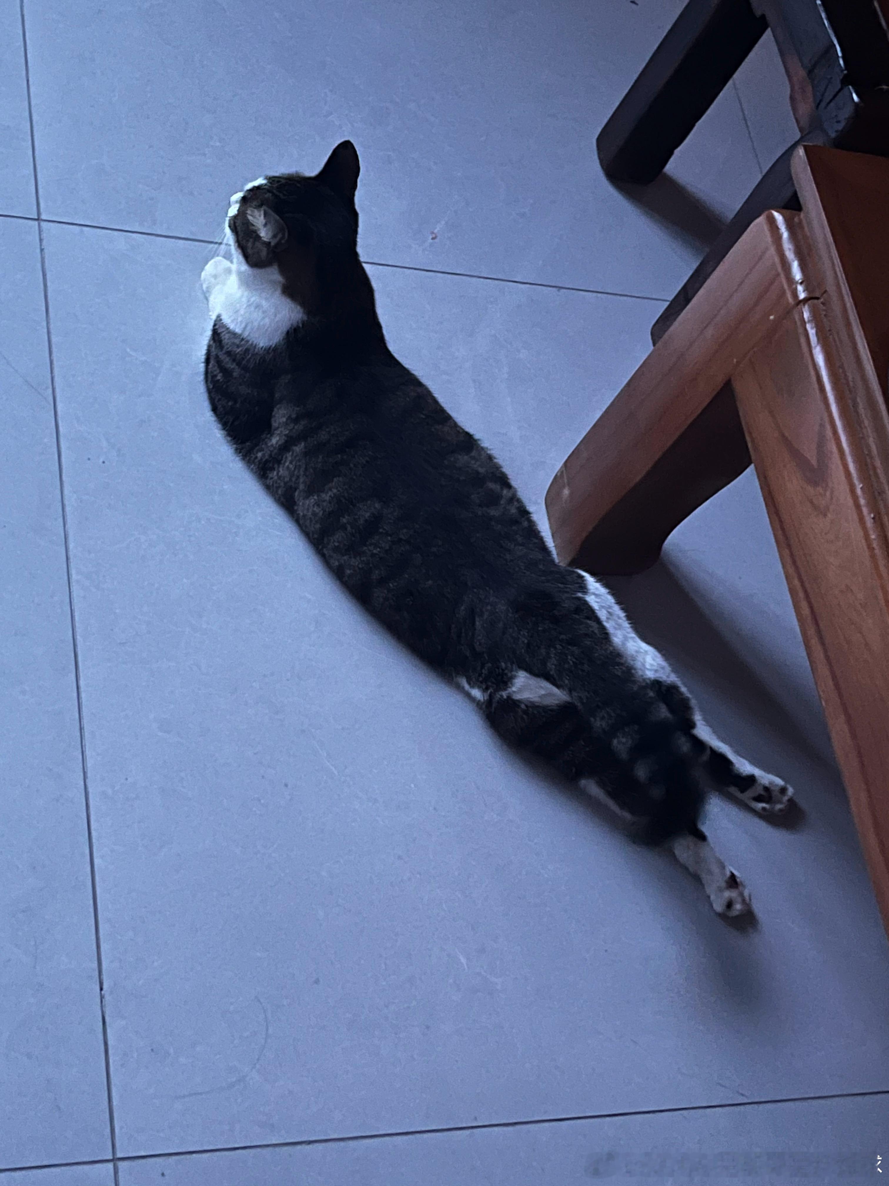 海豹猫猫！ 