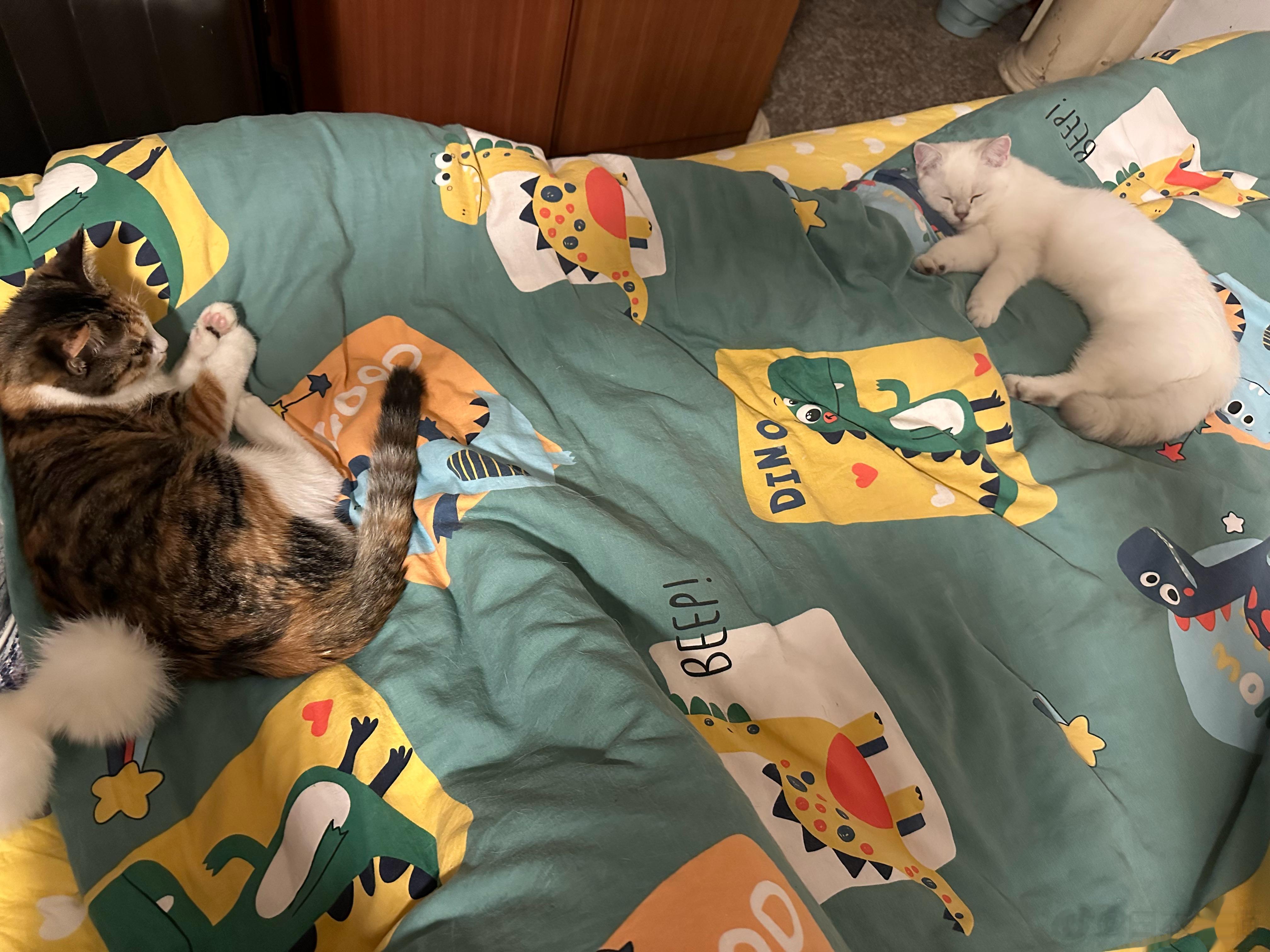 有段时间，我的被子老是在左边从床上掉到地上去。为此，我还动过念头，想要和医院的病