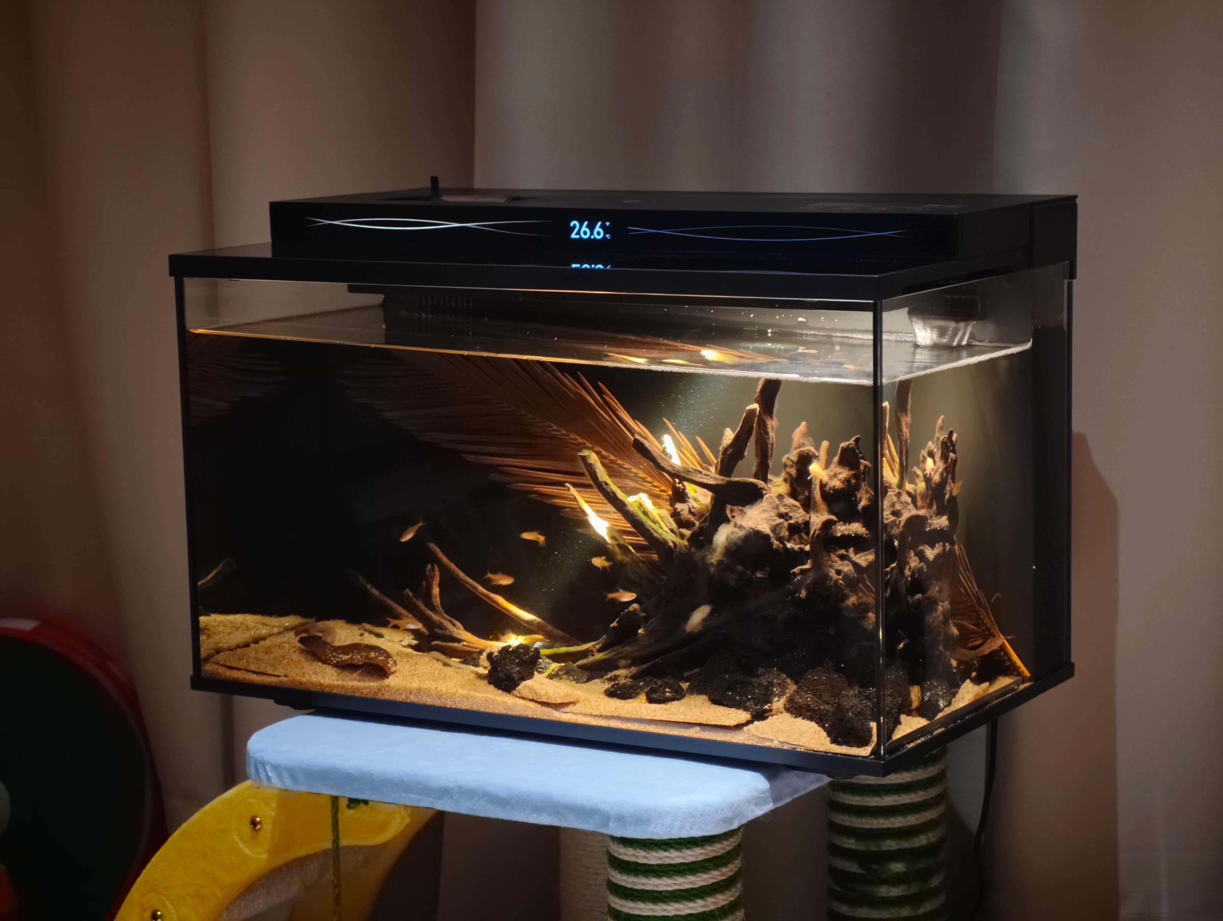 【小米智能鱼缸 2 Pro】昨天跑去堤角花鸟市场买了6条喷火灯和6条小白鼠🐟6