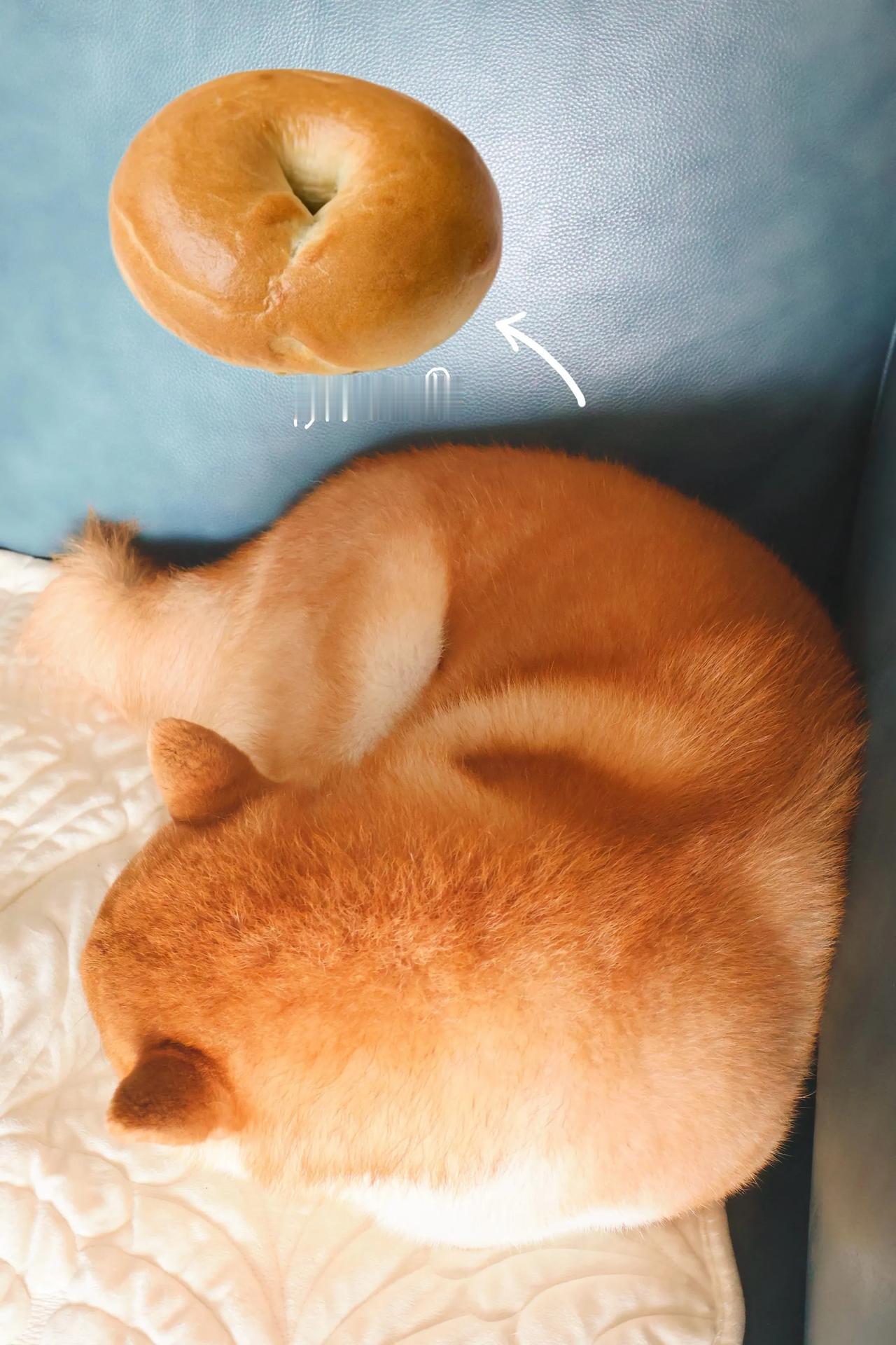 我的小狗又有新名字了，
就叫他贝果，
带着光亮的金黄色，
像大地捕上了金色的麦浪