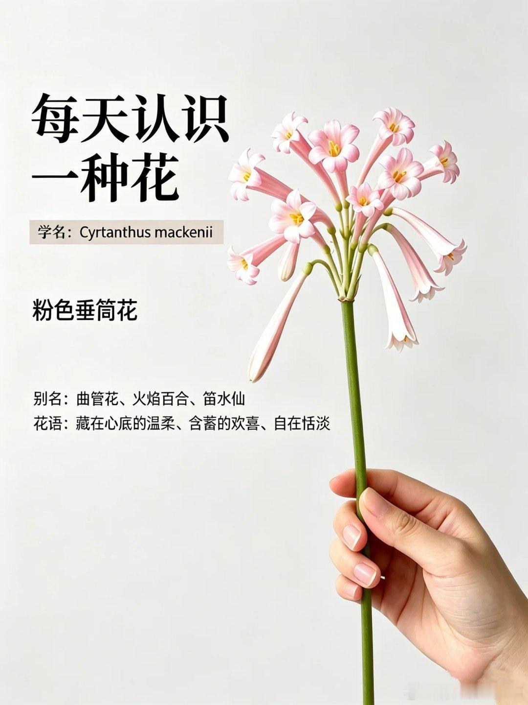 挑战每天认识一种花-粉色垂筒花粉色垂筒花：奶香铃铛状小众线条花材【花语】含蓄的温