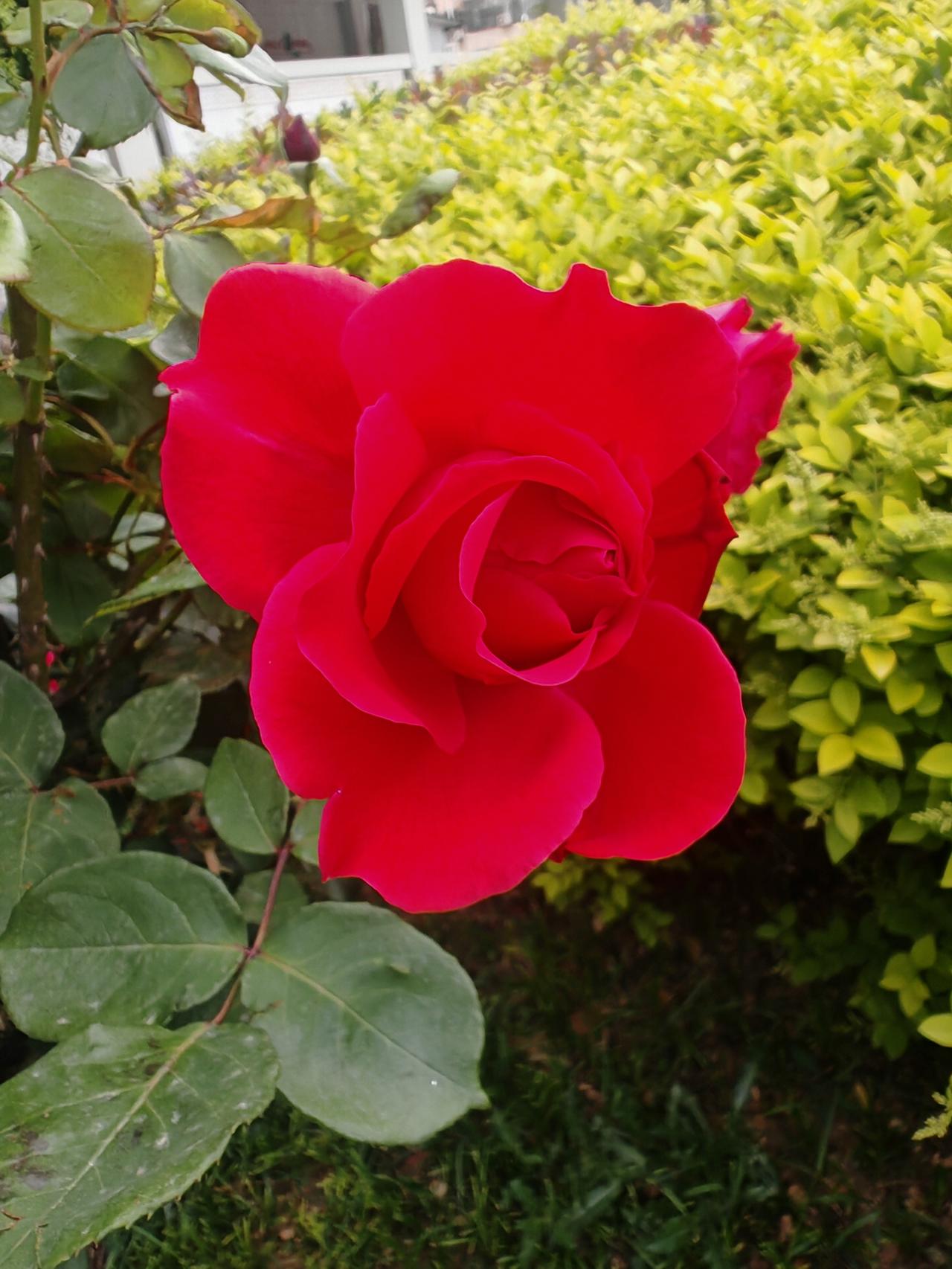 有好看的花吗！拿出来晒一晒这朵盛放的红月季在春日里格外明艳，饱满的花瓣层层舒展，