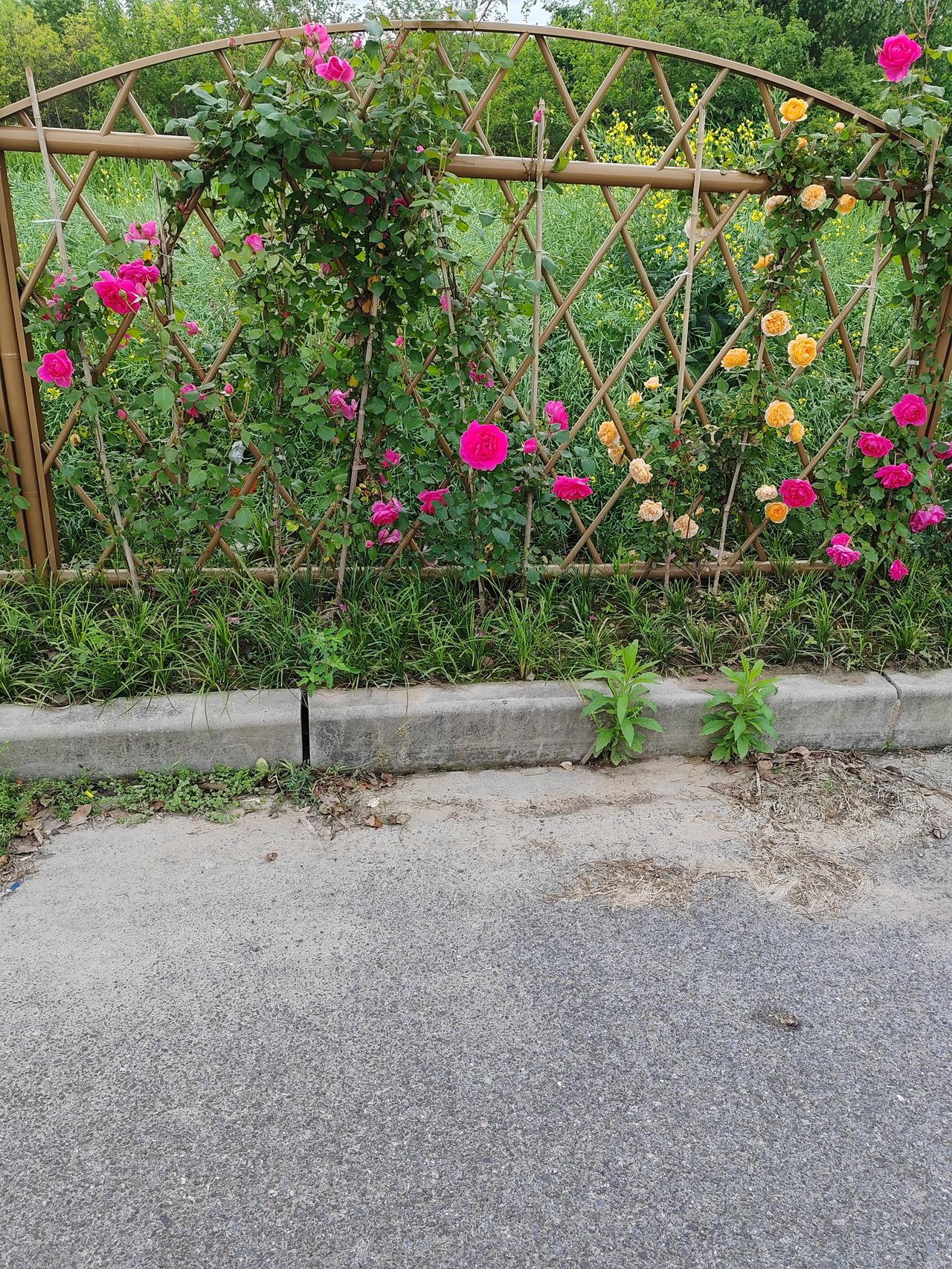 日本看着治安不错，可暴力犯罪的隐患一直没彻底消除，想解决这个问题，不能只靠抓犯人