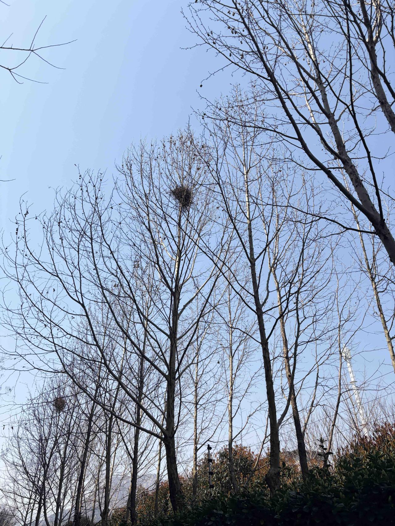 树还没醒，家已筑好。
光秃秃的枝桠上，鸟巢是最温柔的坐标，守着一方晴空，等一场春