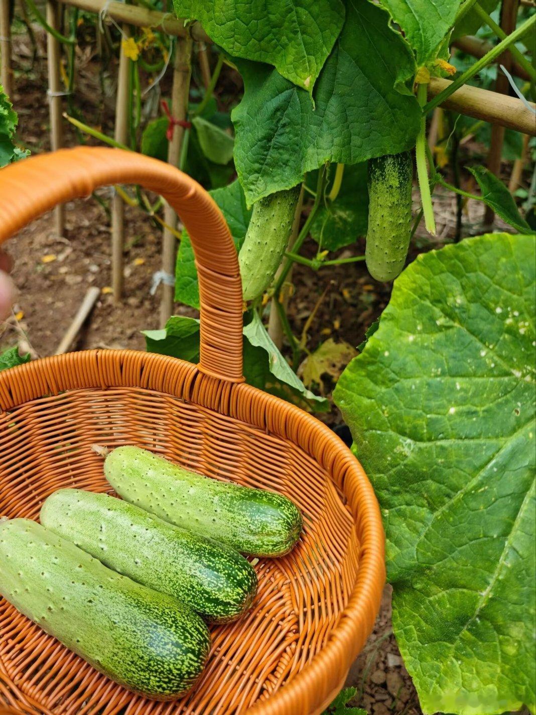 生活手记 在老家的菜地里，享受生活自在，享受吃蔬菜自由……用眼睛寻找美丽江南生活