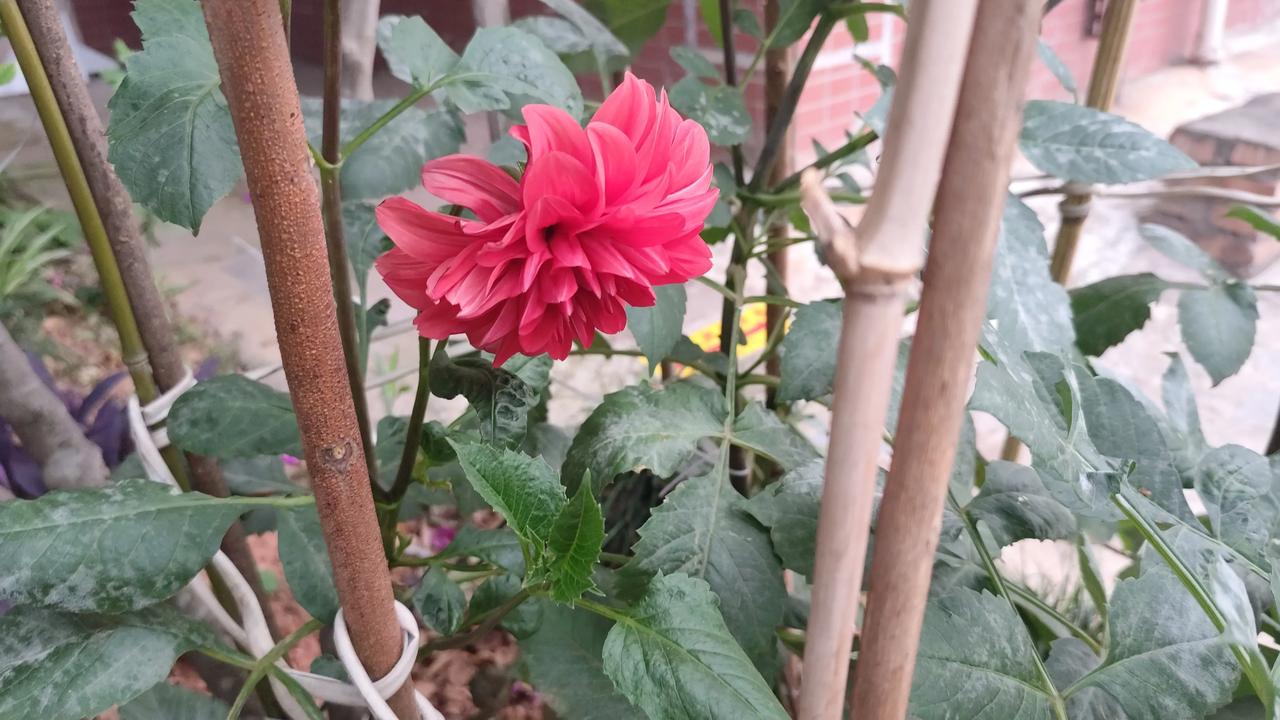 记录我的2026漂亮的花花们分享你随手拍下的风景