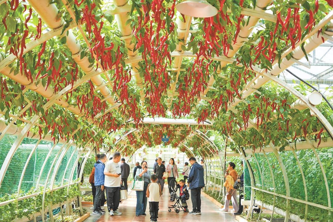 4月20日，以“绿色·科技·未来”为主题的第二十七届中国（寿光）国际蔬菜科技博览