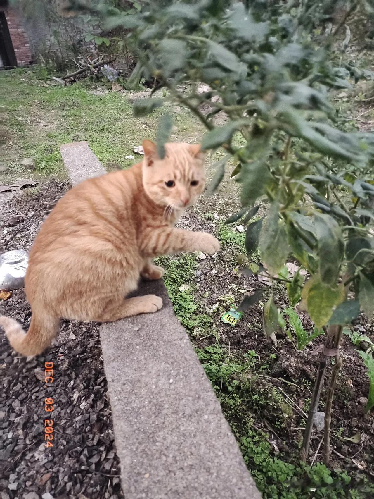 早上是被猫吵醒的，五点多就开始在窗户外面嘣嘣的敲响。昨天把它关在外面。不让它进到