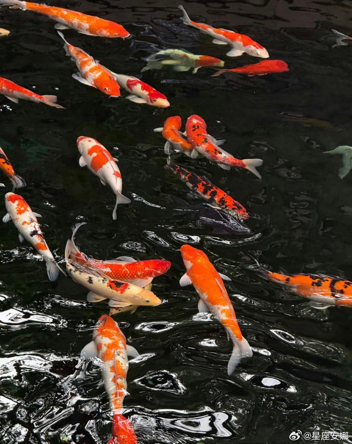 刷到锦鲤🐟霉运清零，好运加满！转发接旺运，三天内必有惊喜找上门！ ​​​
