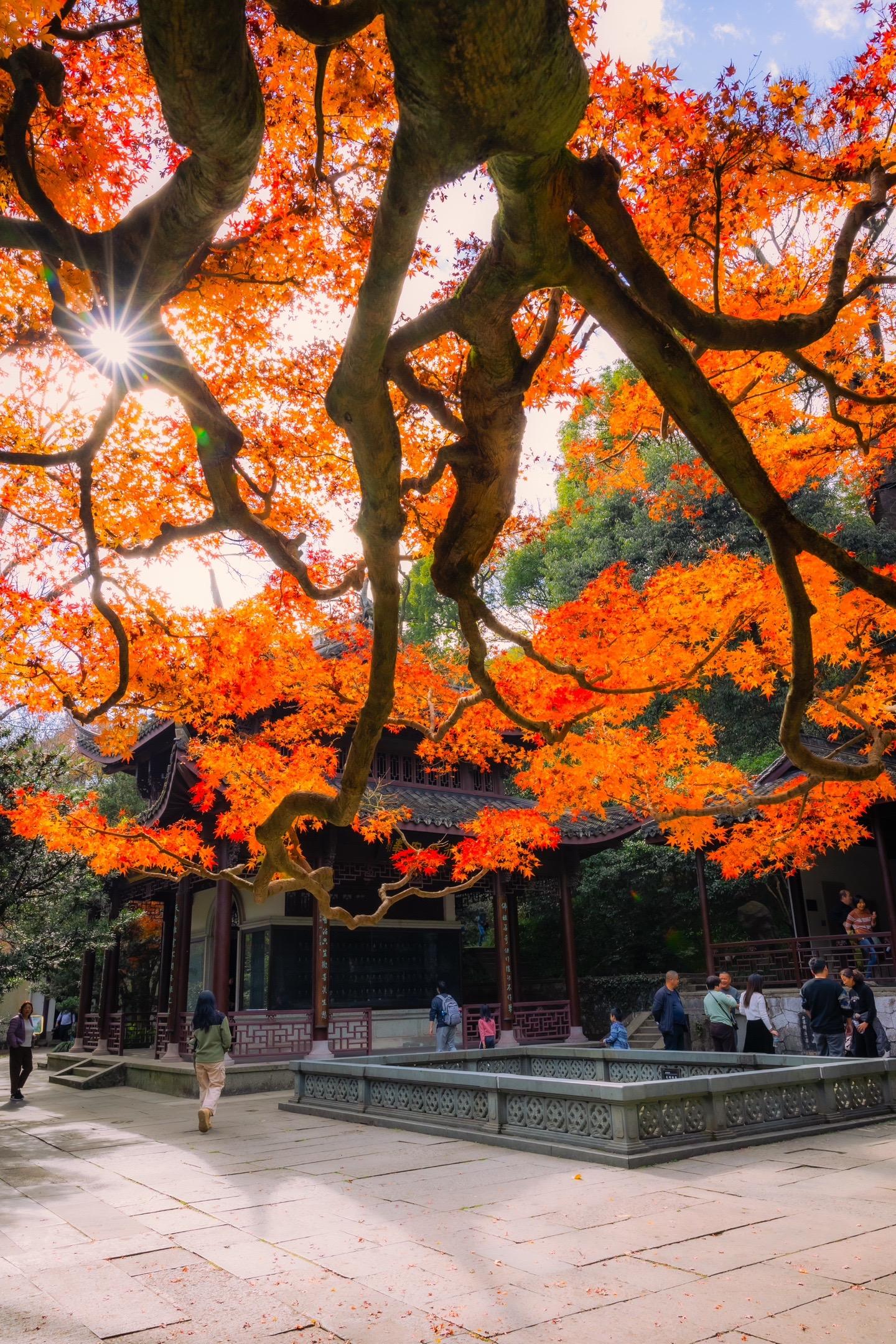 杭州旅行 | 西湖的晚秋属于虎跑公园。西湖的晚秋一定要去一次虎跑公园
不仅人少
晚秋的景色也是绝美
也特别适合周末徒步游玩
·
📍地点：直接导航“虎跑公园”
✅交通：
🚌公交194路至虎跑站下
🚗不建议自驾，交通堵而且不太好停车
🎫：15元
·
🎈游玩建议
1️⃣沿着主干道一直往上走，右拐逆时针游玩即可，基本1-2小时足够
2️⃣这里特别适合拍汉服，喜欢的朋友不要错过
3️⃣在梦泉碑亭附近有一颗超大的红枫，是最佳观赏点
4️⃣玉带池周围有几颗红枫，池中有锦鲤，阳光洒下来也是一绝
·
📷EOS R6+RF24-70
🎨Lightroom