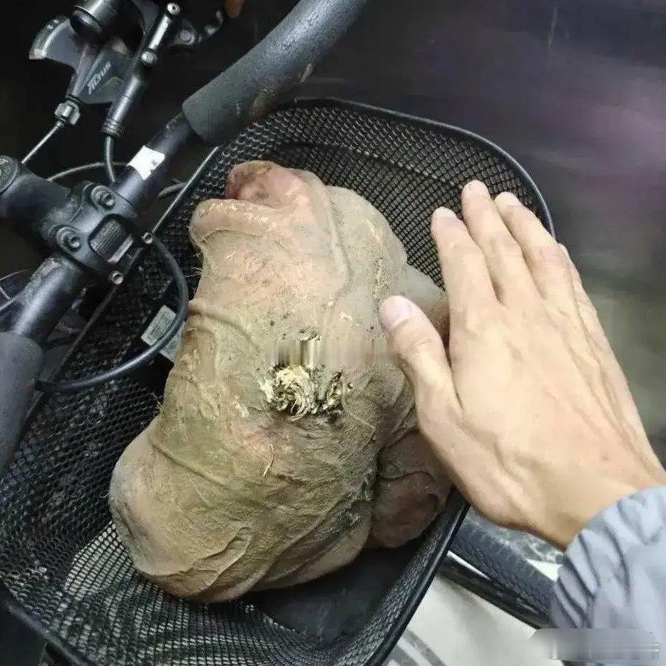 邻居送的，让我拿回去煲糖水，大家看看，有认识的吗～～～ 