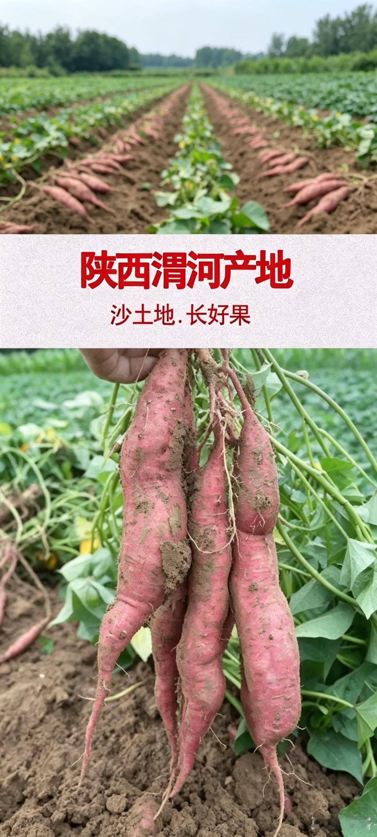 现挖陕西新鲜板栗红薯粉面无丝甘甜番薯粗粮香薯烤地瓜3/5斤代餐