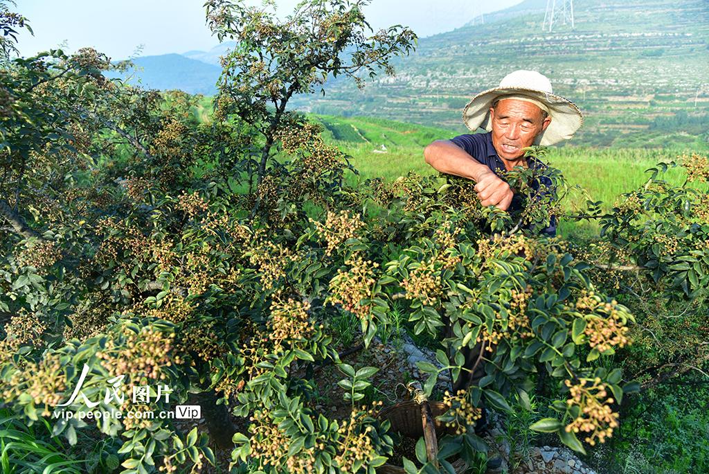 山东枣庄：花椒种植富乡亲