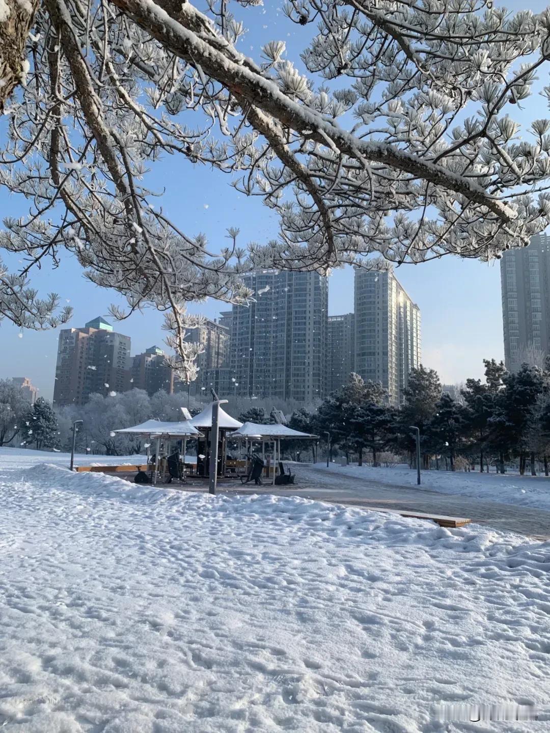 此刻的哈尔滨大雪纷飞，终于有了冬天该有的样子！

此情此景我想吟诗一首！

落雪