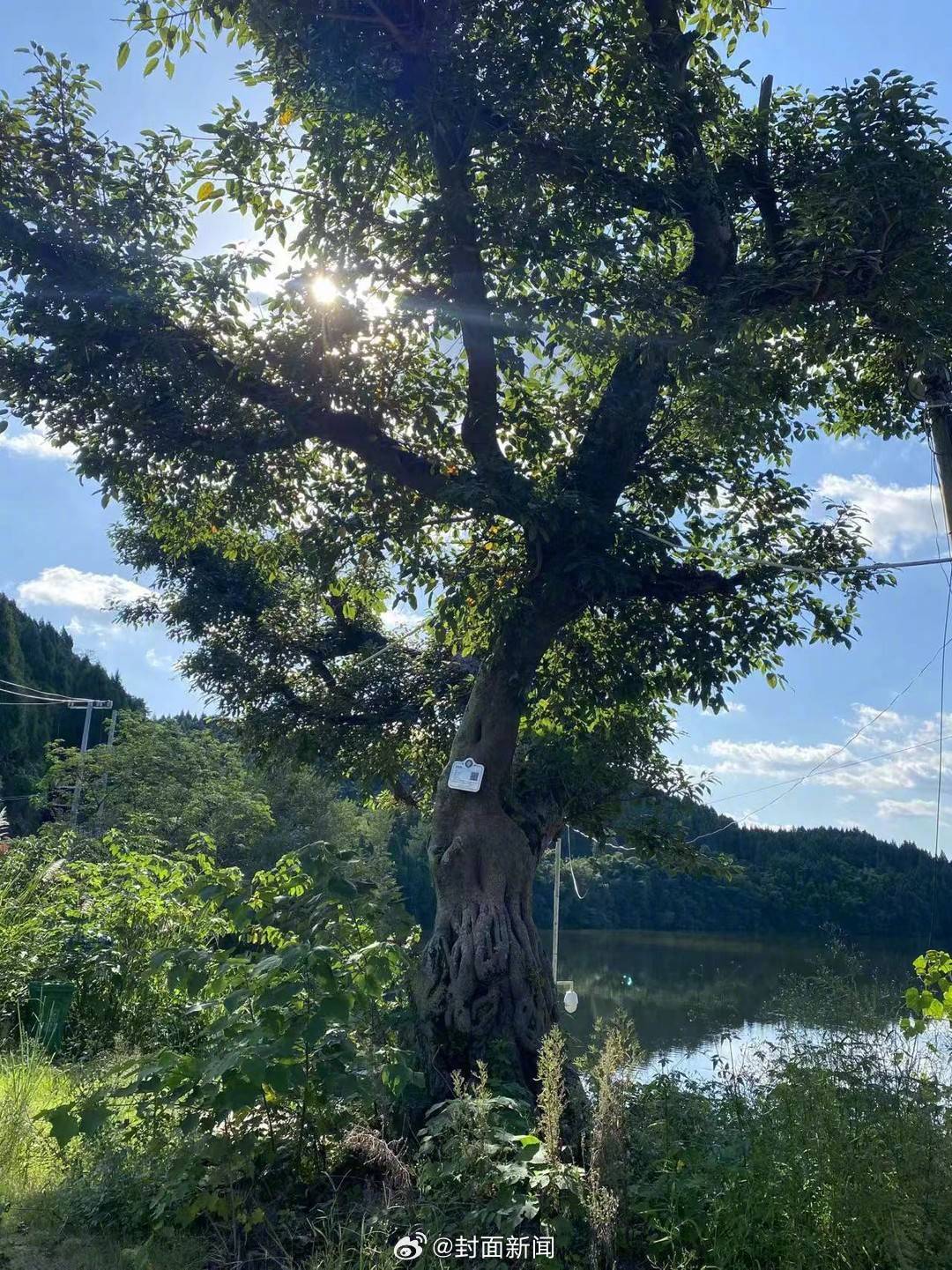 【#野蛮施工致108岁古树枯死# 2人被采取刑事强制措施】2022年，某施工队在