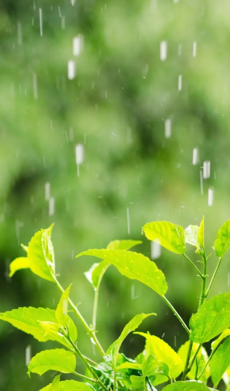 △戏说秋来△
一说秋来将热欺，
连日降雨暑头低。
熏风被赶无地藏，
清新随现到处