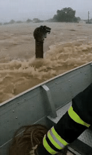 它也知道，为了救孩子只有靠人的帮助，勇敢的一跳生命就此保住了。