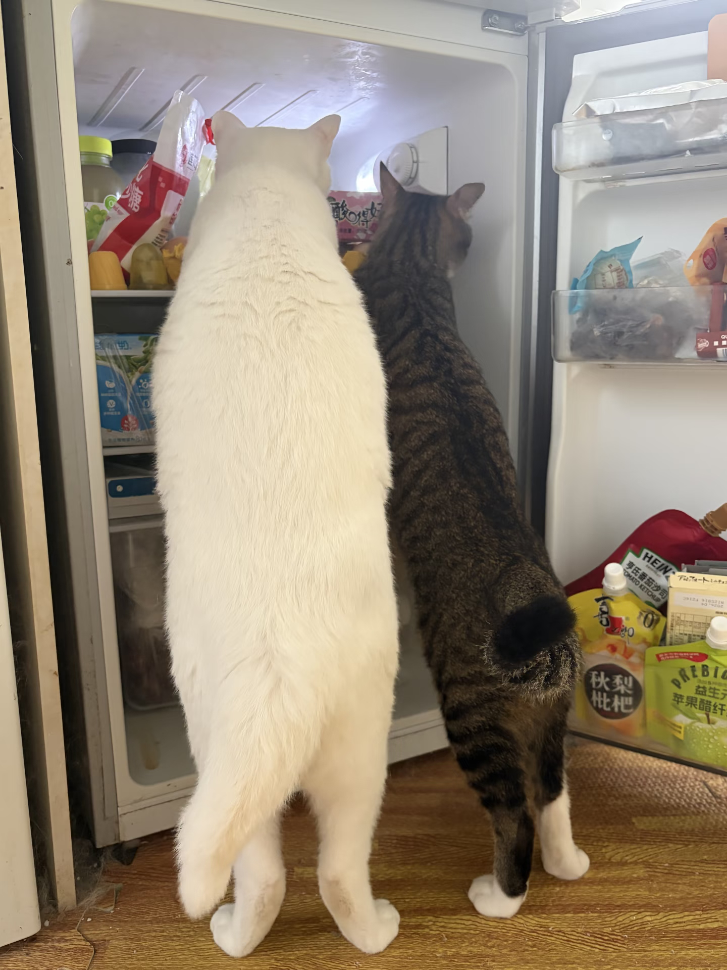 谁知道黑猫警长电话是多少 